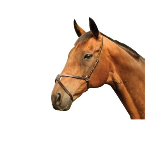 Classic Grackle Noseband - Horse Mad Store
