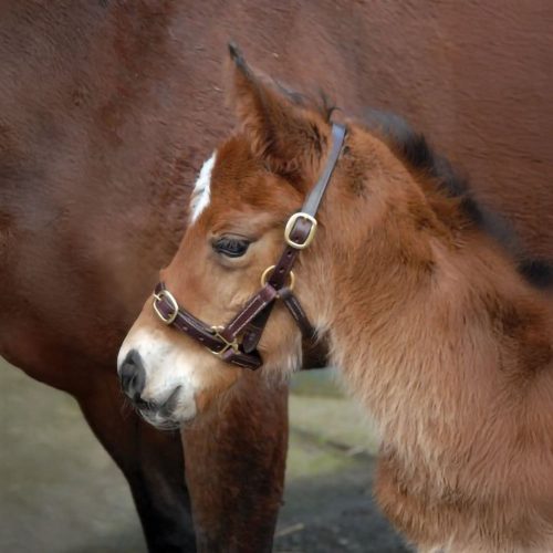 Classic Latigo Leather Foal Headcollar - Horse Mad Store