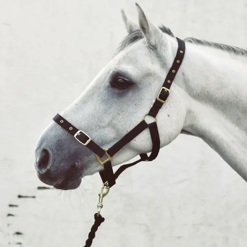 Economy Web Headcollar - Horse Mad Store