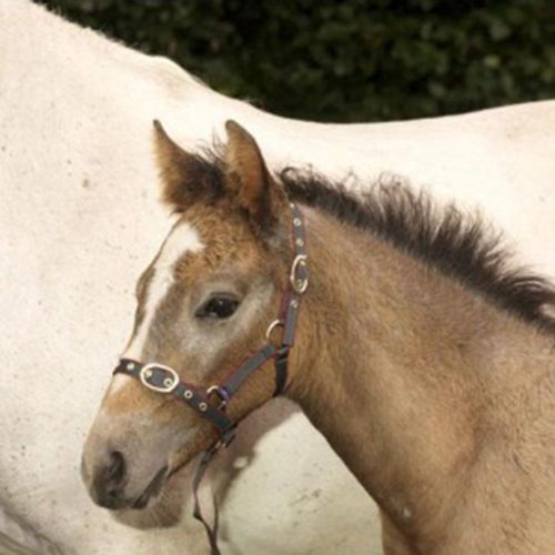 Equisential Nylon Foal Headcollar (Weanling) - Horse Mad Store