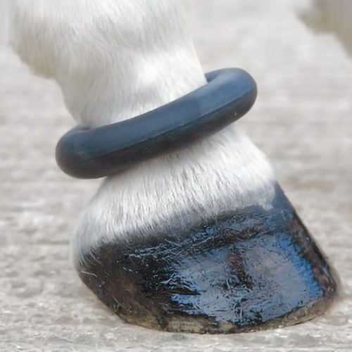Fetlock Ring - Horse Mad Store