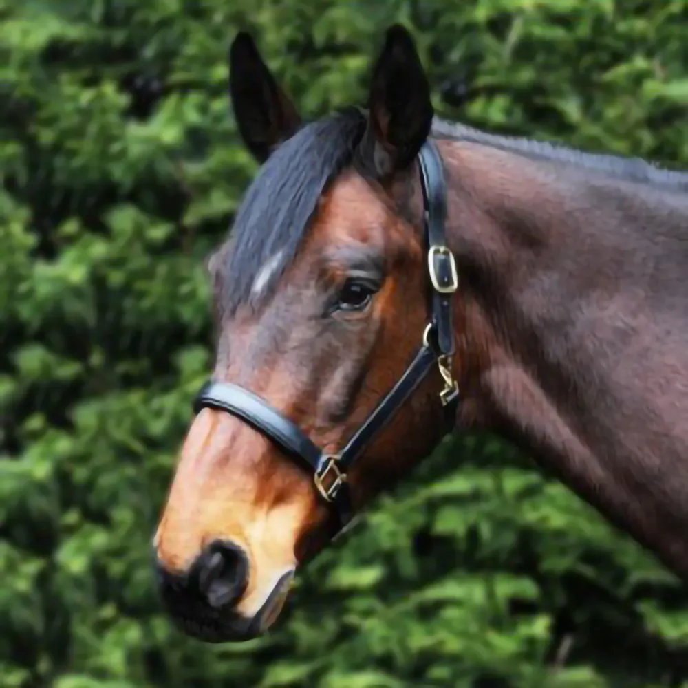 Leather Padded Headcollar - Horse Mad Store