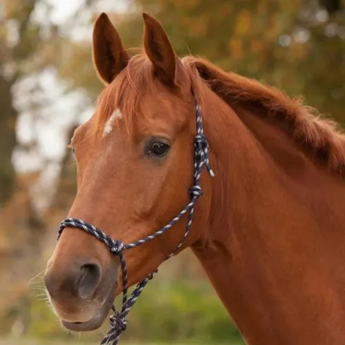 Knotted Halter - Horse Mad Store