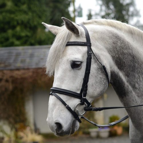 Equisential Bling Bridle - Horse Mad Store