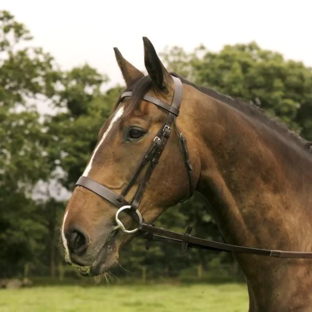 Mackey Classic Hunt Bridle And Reins - Horse Mad Store