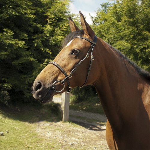 Classic English Leather In-Hand Bridle - Horse Mad Store